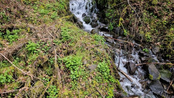 Multnomah Falls by null