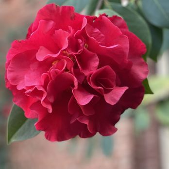 Filoli - Gorgeous Camellia - Botanical Gardens Near Me - Woodside, California