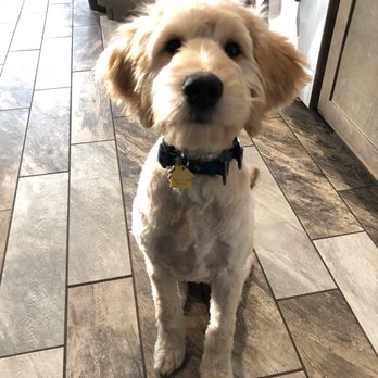 Dog Oasis - Pet Groomers Near Me - Goodlettsville, Tennessee