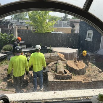 Qualitree - Tree Services Near Me