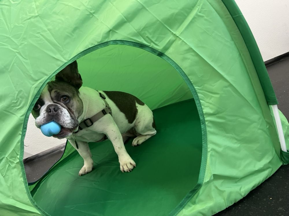 DOWNTOWN DOGS DOG DAYCARE PALO ALTO 14 Photos 885 Commercial St