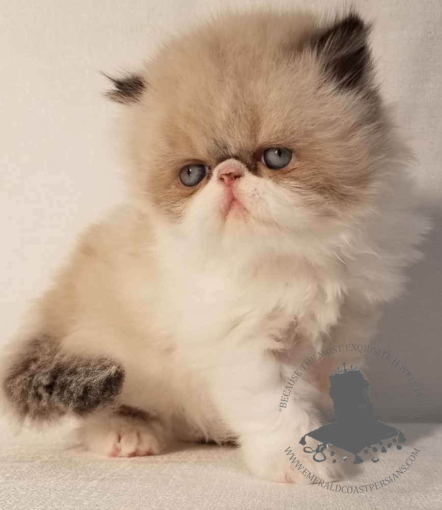 Emerald Coast Persians Image