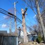 Photo of Will Tree Service