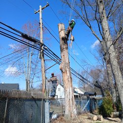 Will Tree Service
