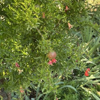 Tres Sabores Winery - Pomegranate trees - Wineries Near Me - Saint Helena, California Tres Sabores Winery - Pomegranate trees - Wineries Near Me - Saint Helena, California