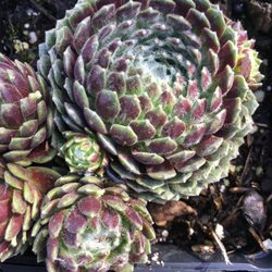 Farwest Landscape & Garden Center - Hens and chicks, sedum and succulents, we can help you choose for indoor or outside FarWest Boise