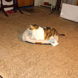 Auburn Animal Hospital