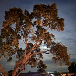 Taylor Creek RV Resort