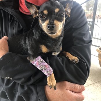Buena Vet - Maui bandaged up after her IV - Veterinarians Near Me - Ventura, California Buena Vet - Maui bandaged up after her IV - Veterinarians Near Me - Ventura, California
