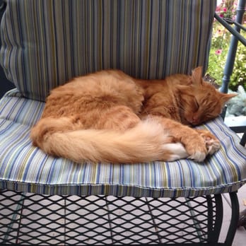 Rainbow House Bed & Breakfast - One of three friendly house cats you can find roaming the porch. - Bed & Breakfast Near Me - Niagara Falls, New York Rainbow House Bed & Breakfast - One of three friendly house cats you can find roaming the porch. - Bed & Breakfast Near Me - Niagara Falls, New York