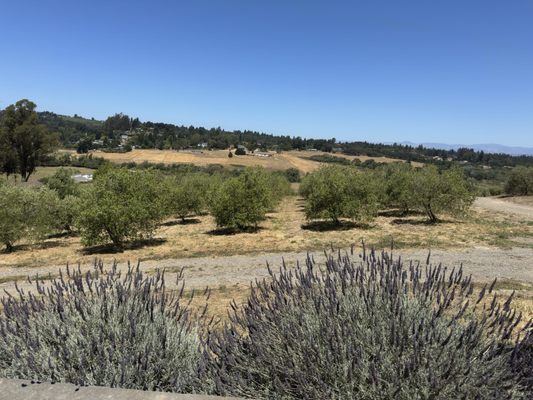Gold Ridge Organic Farms by null