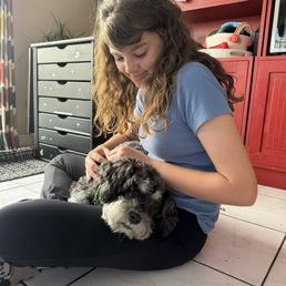 Dog haircut two weeks later