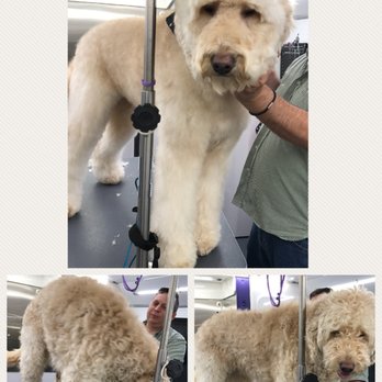 Happy Paws & Wagging Tails - Pet Groomers Near Me Happy Paws & Wagging Tails - Pet Groomers Near Me