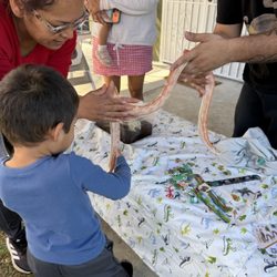 Avila Preschool and Daycare - Reptile Show
