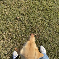 Doggy Daycare - Pretty Amina, she loves being outside!