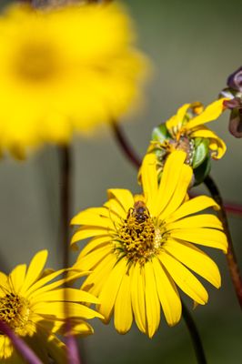 Coastal Maine Botanical Gardens by null