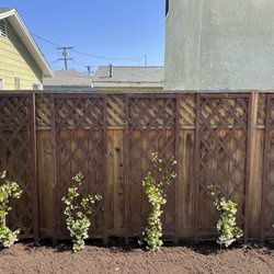 Ramirez Nursery - Five 5 gallon star Jasmine that I purchased $18 each