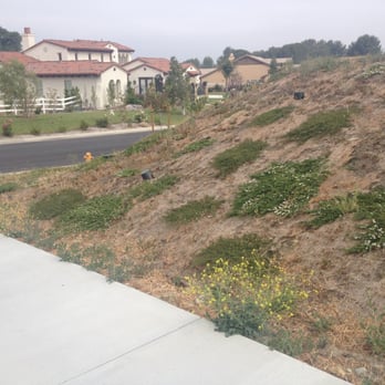 Gerardo Landscape - Job unfinished. 3 weeks later the weeds are back in full force. - Gardeners Near Me - Santa Clarita, California