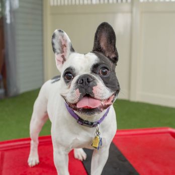 Camp Bow Wow - Pet Training Near Me - Frederick, Maryland