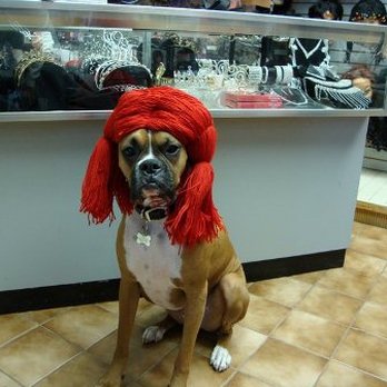 Wendy's - a dog wearing a red wig - Burgers Near Me - Collegeville, Pennsylvania Wendy's - a dog wearing a red wig - Burgers Near Me - Collegeville, Pennsylvania
