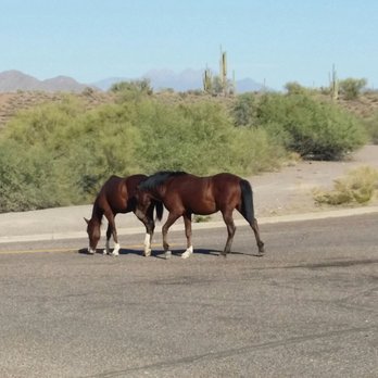 Tonto National Forest - Parks Near Me - Mesa, Arizona Tonto National Forest - Parks Near Me - Mesa, Arizona