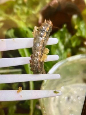 sweetgreen - Healthy Salads, Bowls and Plates by null