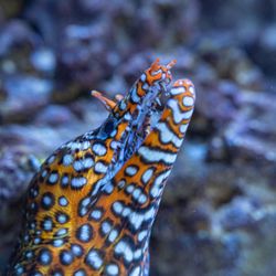 Boca Aquarium