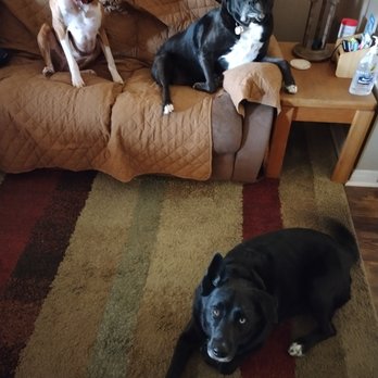 Sarah Kay’s Paw Spa - Our two girls and our boy look fantastic, thank you Sarah!!! Shelly, Sofie and Sadie were much appreciative!! - Pet Groomers Near Me Sarah Kay’s Paw Spa - Our two girls and our boy look fantastic, thank you Sarah!!! Shelly, Sofie and Sadie were much appreciative!! - Pet Groomers Near Me