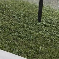 Massey Services - Weeds with very little grass.