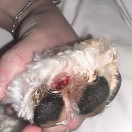 Injured paw Injured paw