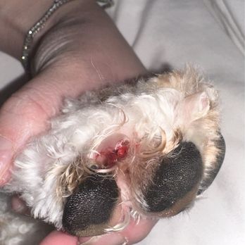 Express Pet Grooming - Injured paw - Pet Groomers Near Me - Huntington Beach, California Express Pet Grooming - Injured paw - Pet Groomers Near Me - Huntington Beach, California