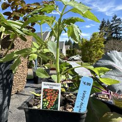 Valley Nursery