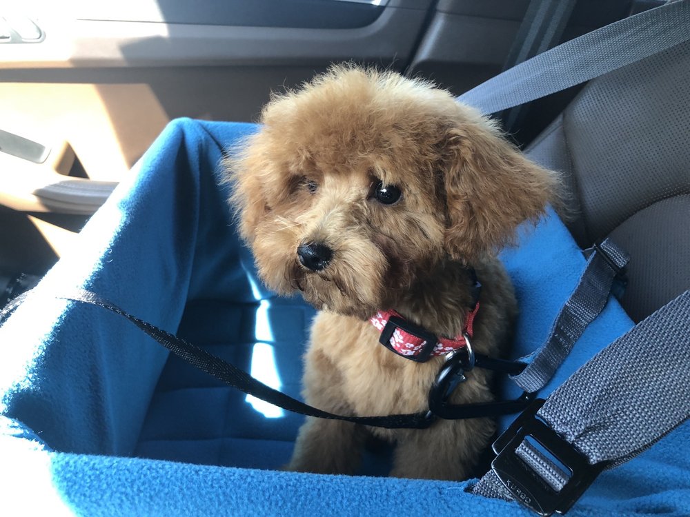 TENDER PAWS GROOMING Updated March 2024 10 Reviews 316 S