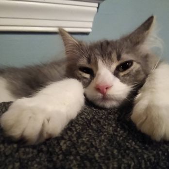 Winchester Area SPCA - Animal Shelters Near Me - Winchester, Virginia