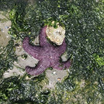Ed Munro Seahurst Park - Sea star - Parks Near Me - Burien, Washington