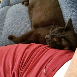 Shadow sleeping Shadow sleeping