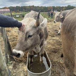 Freedom Farms Farmers Market - Not sure why this cow stepped in his water bowl and peed just outside of it, but, hey, my family is still laughing about it.