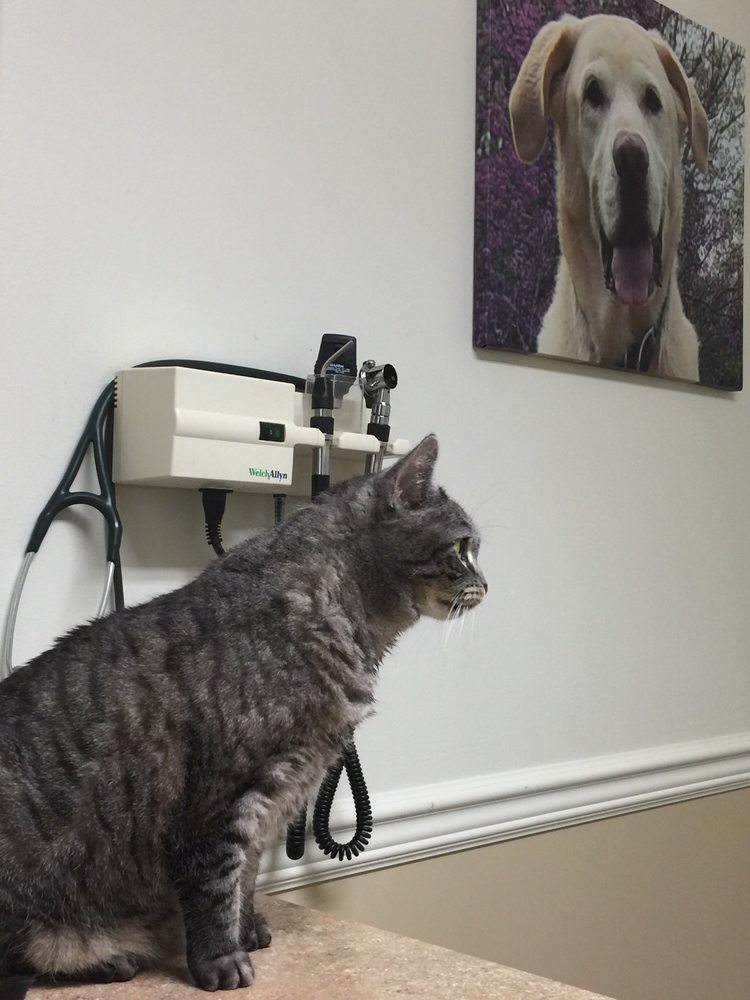 CROSSROADS VETERINARY HOSPITAL Updated September 2024 37 Reviews