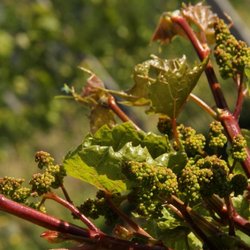 Bodega Berroja - Start of grapes