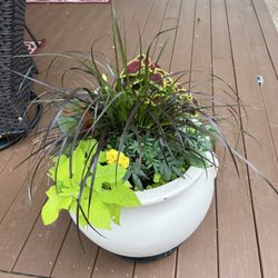 BoBo's Nursery & Florist  - Variety plant mix
