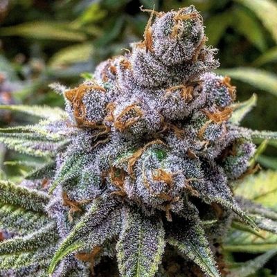 DA GREEN CORNER CANNABIS & WEED DELIVERY LOS ANGELES MARIJUANA DISPENSARY by null