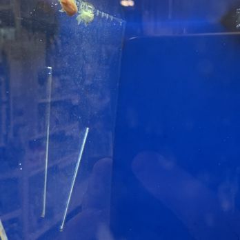 PetSmart - Multiple dead guppies floating at the top of the aquarium. - Pet Stores Near Me - Queen Creek, Arizona