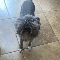 Liberty High School - Lost dog