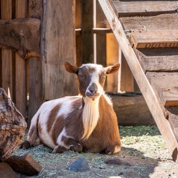 Gold King Mine and Ghost Town - The cute goat - Museums Near Me - Jerome, Arizona