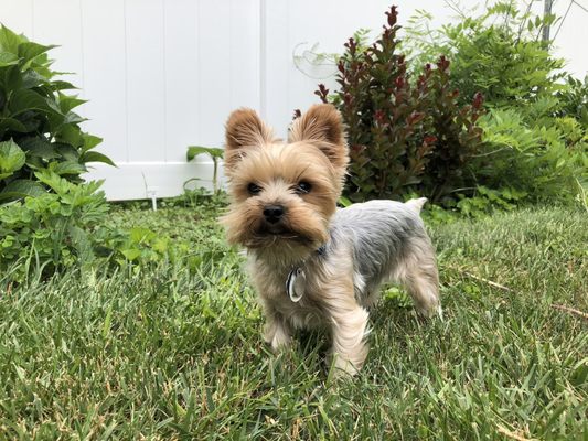 Doggie Styles Pet Grooming