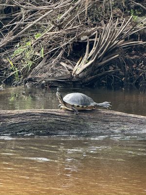 Canoe Outpost-Little Manatee River by null