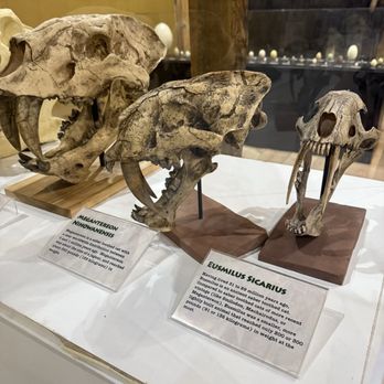 Dinosaur Museum - Skulls - Museums Near Me - Rapid City, South Dakota