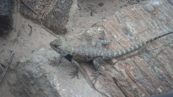 Grand Canyon Expeditions by null