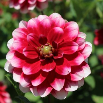 Chicago Botanic Garden - Botanical Gardens Near Me - Glencoe, Illinois
