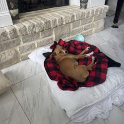Huntingdon Animal Clinic - Bella recovering